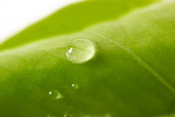 Wassertropfen Auf Grünem Blatt — Stockfoto