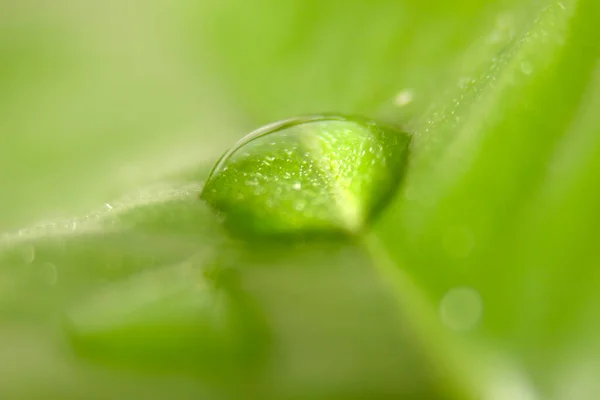 Wassertropfen Auf Grünem Blatt — Stockfoto