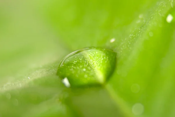 Kropla Wody Zielonym Liściu — Zdjęcie stockowe