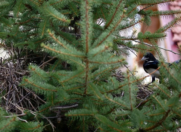 Magpie Está Fazendo Ninho Abeto — Fotografia de Stock