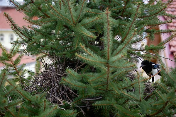 Ekster Maakt Een Nest Dennenboom — Stockfoto