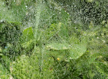 Örümcek ağında parlayan yağmur damlaları