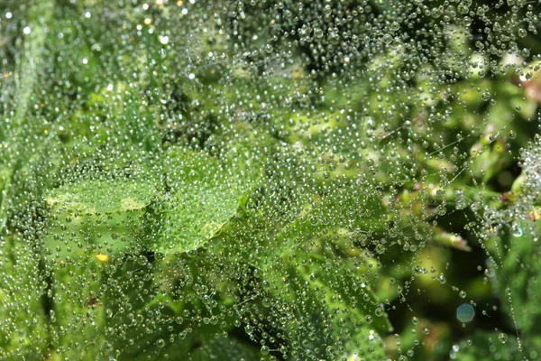 Gotas Lluvia Brillantes Tela Araña —  Fotos de Stock