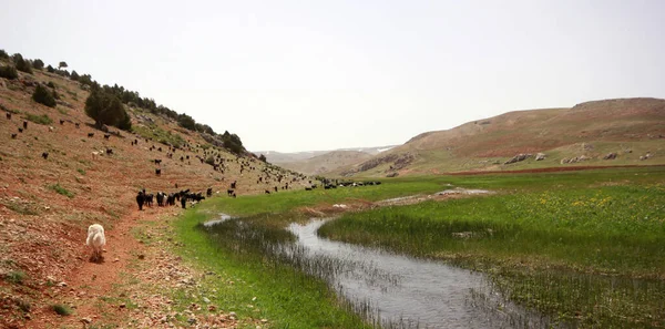 Rebanho Cabras Ovelhas Junto Rio — Fotografia de Stock