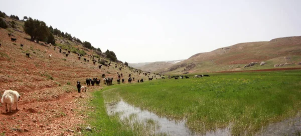 Herde Von Ziegen Und Schafen Fluss — Stockfoto