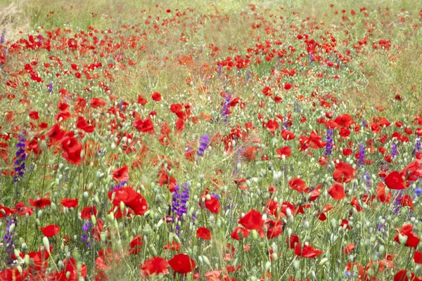 Blühende Landschaft Frühling Schöne Natur — Stockfoto