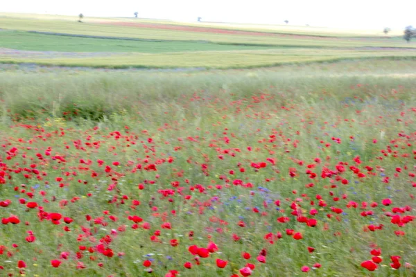 Blommande Landskap Våren Vacker Natur — Stockfoto