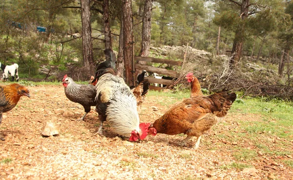 Free Range Chickens Roosters Goat — Stock Photo, Image