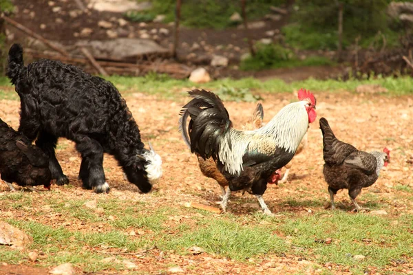 Szabadtartású Csirkék Kakasok Kecske — Stock Fotó