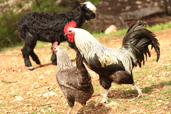 Szabadtartású Csirkék Kakasok Kecske — Stock Fotó