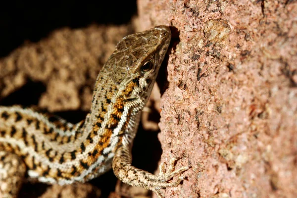 Cute Lizard Nature Close — Stock Photo, Image