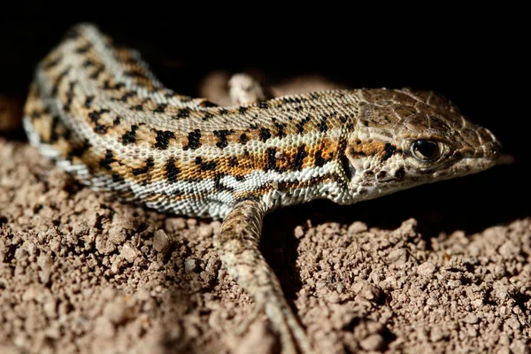 Cute Lizard Nature Close — Stock Photo, Image