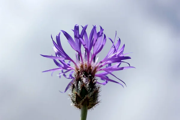 Cyanus Segetum Cornflower Flower Background — Stock Photo, Image