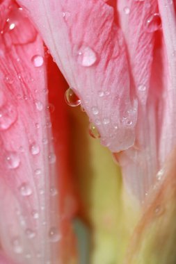 Su damlaları pembe zambakların üzerine