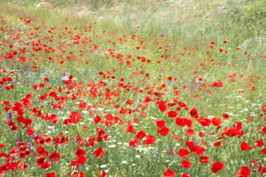 Baharda çiçek açan manzara. Güzel doğa..