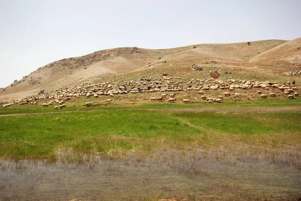 Troupeau Chèvres Moutons Près Rivière — Photo