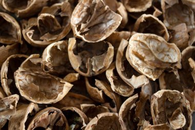 Doku, boş kabuk cevizden.