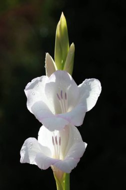 Beyaz zambak doğada. Arkaplan.