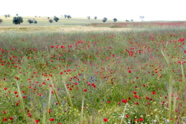 Baharda çiçek açan manzara. Güzel doğa..