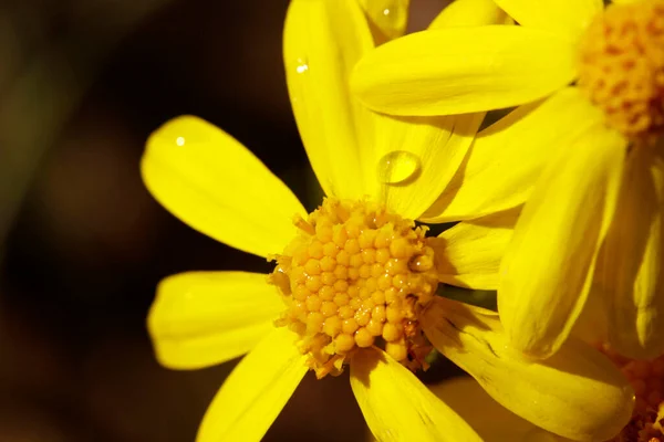 Маленькі Жовті Квіти Полі — стокове фото