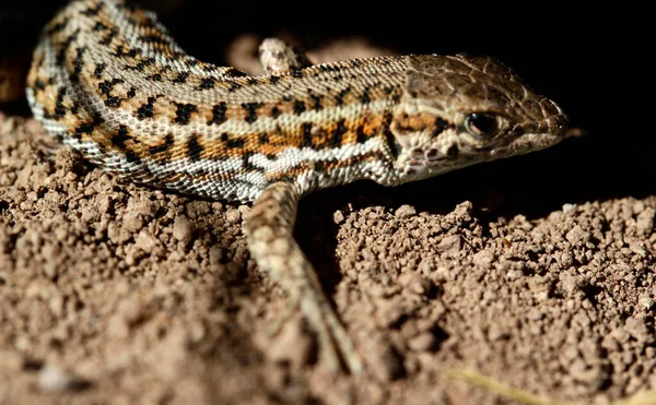 Cute Lizard Nature Close — Stock Photo, Image