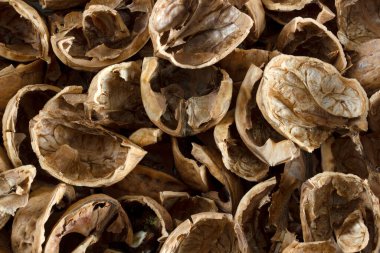 Doku, boş kabuk cevizden.