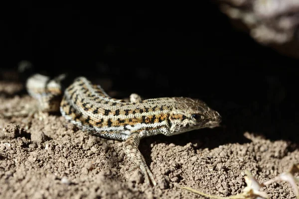 Cute Lizard Nature Close — Stock Photo, Image