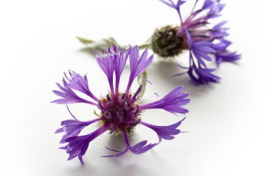 Siyanoz segetum - Cornflower. Çiçek arkaplanı. 