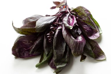 Kokulu fesleğen. Mor ve yeşil yapraklar.