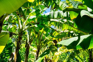 Yeşil muz ağacı yaprakları görüntü kadar kapatın 