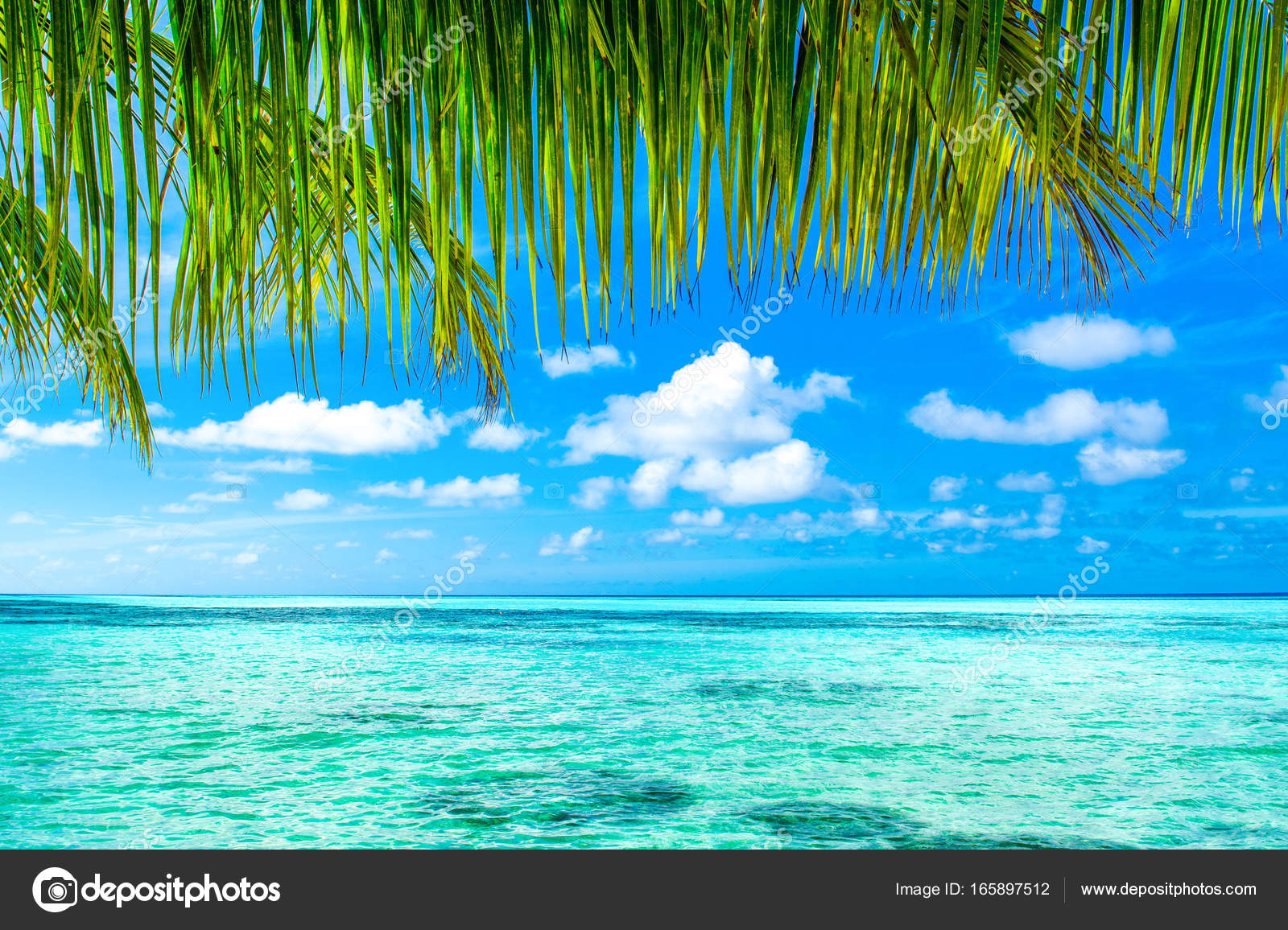Beautiful Landscape Clear Turquoise Indian Ocean View Branches Palm