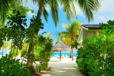 Grove yeşil tropikal bitkiler-çalılar ve ağaçlar Hint Ocea kıyısında