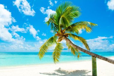 Turkuaz Okyanusu boyunca kumlu plajda palmiye ağacı düşmüş