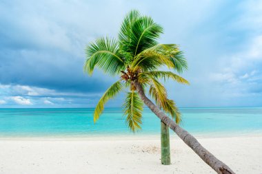 Turkuaz Okyanusu boyunca kumlu plajda palmiye ağacı düşmüş