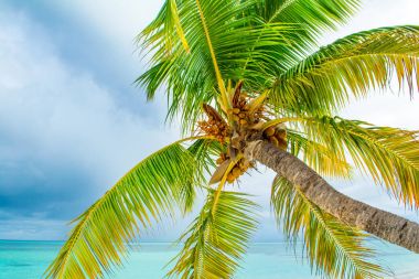 Düşmüş palmiye ağacı 