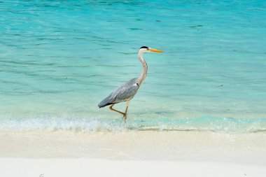Havuzun kenarında oturan heron ailesinin tropik kuş 