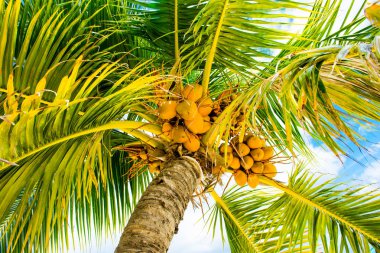Palmiye ağaçları ile parlak Bulutsuz mavi gökyüzü arka plan üzerine Hindistan cevizi dallarında