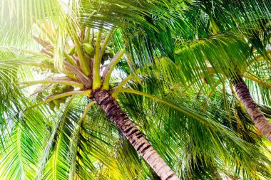 Görüntü ile dal hindistan cevizi hurma ağacının kapatın