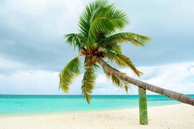 Turkuaz Okyanusu boyunca kumlu plajda palmiye ağacı düşmüş