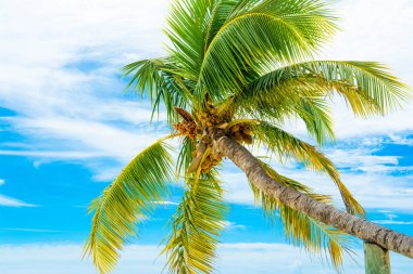 Palmiye ağaçları ile parlak güneşin ışık mavi gökyüzü arka plan üzerine Hindistan cevizi dallarında