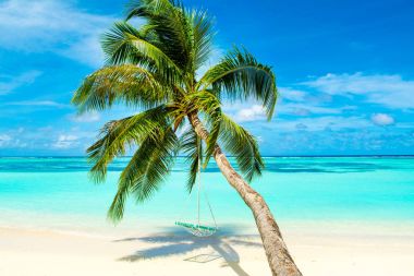 Palmiye ağacı Hint Okyanusu kıyısında swings ile tropikal peyzaj