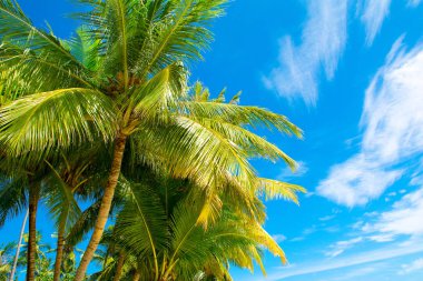 Palmiye ağaçları ile parlak Bulutsuz mavi gökyüzü arka plan üzerine Hindistan cevizi dallarında
