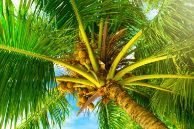 Palmiye ağaçları ile parlak Bulutsuz mavi gökyüzü arka plan üzerine Hindistan cevizi dallarında