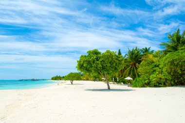 Palmiye ağaçları ve tropik bitkiler tarafından gölgeli ıssız Hint Okyanusu'nun kumlu plaja güzel manzara