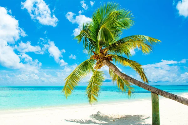 Turkuaz Okyanusu boyunca kumlu plajda palmiye ağacı düşmüş