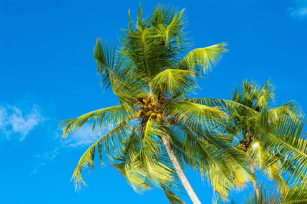 야자수와 Cloudless 코코넛의 — 스톡 사진