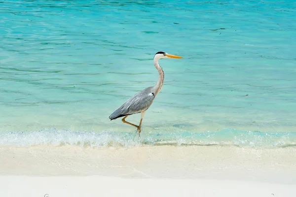 Havuzun kenarında oturan heron ailesinin tropik kuş 