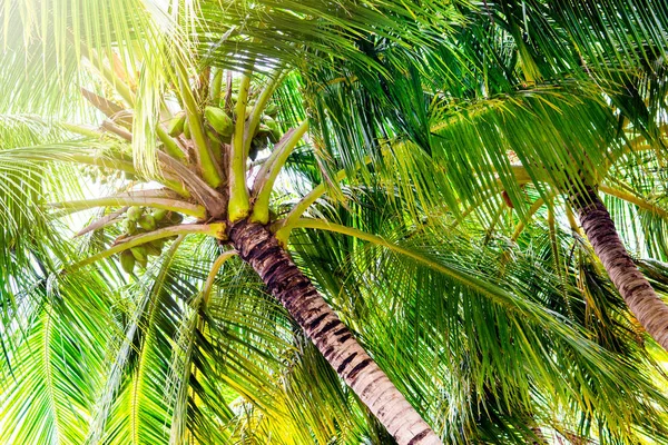 야자수에 코코넛과의 이미지를 닫습니다 — 스톡 사진