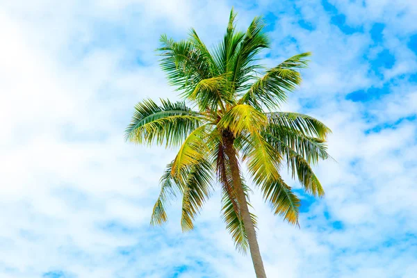 Пальми Гілками Кокоса Тлі Яскравого Безхмарного Блакитного Неба — стокове фото