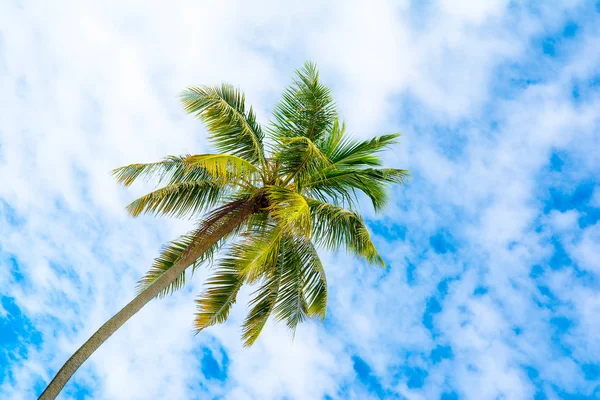 Пальми Гілками Кокоса Тлі Яскравого Безхмарного Блакитного Неба — стокове фото